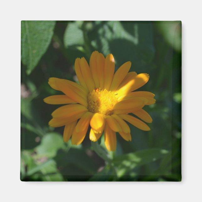 Aimant Orange Pot Marigold Flower (Calendula officinalis) (Devant)