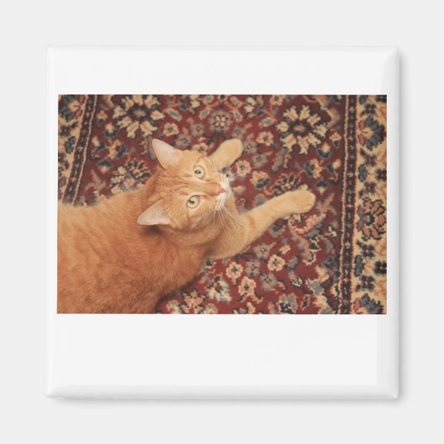 Aimant Orange Tabby (Devant)