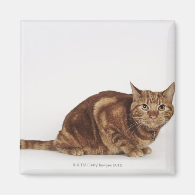 Aimant Orange Tabby (Devant)