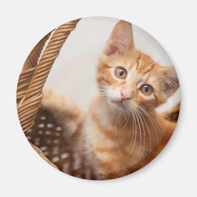 Aimant Orange Tabby Kitten (Devant)