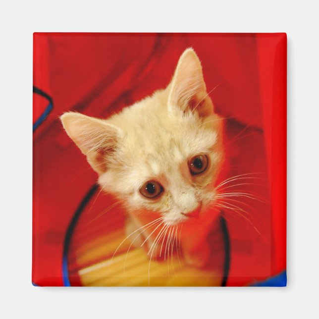 Aimant orange Tabby Kitten (Devant)