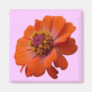Aimant Orange Zinnia Fleur sauvage Nature Florale