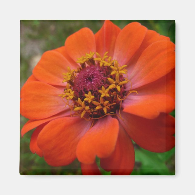 Aimant Orange Zinnia Fleur sauvage Nature Florale (Devant)