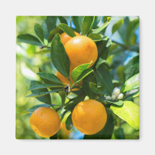 Aimant Oranger en fruits