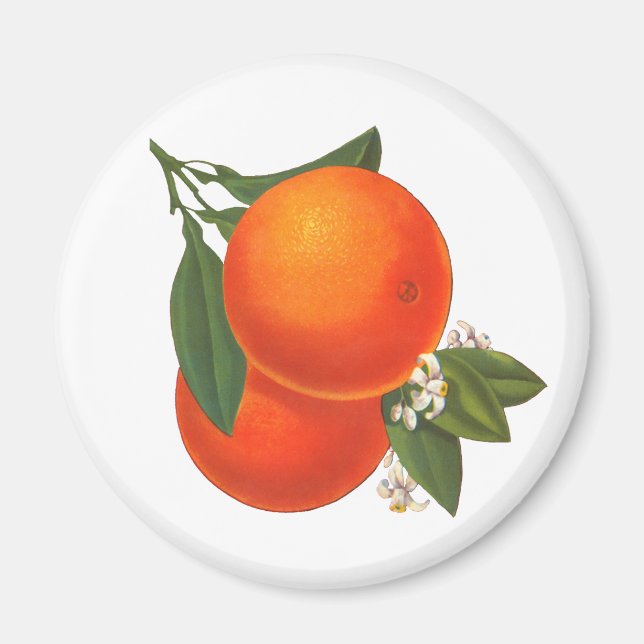 Aimant Oranges Magnat d'art Vintage (Devant)