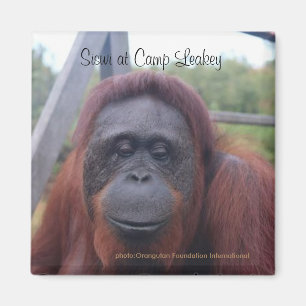 Aimant Orangutan au Camp Leakey, Kalimantan Borneo