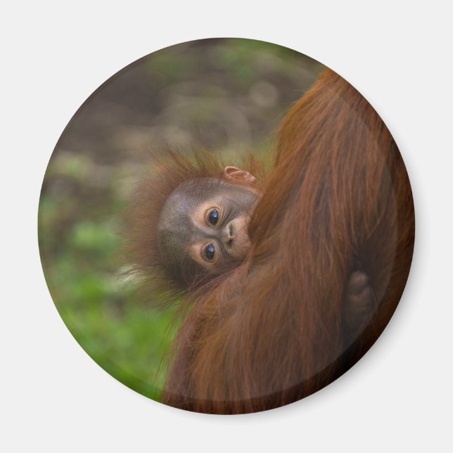 Aimant Orangutan Baby Avoir Un Jeu (Devant)