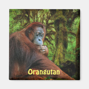 Aimant Orangutans en voie de disparition Red Apes Art Mag