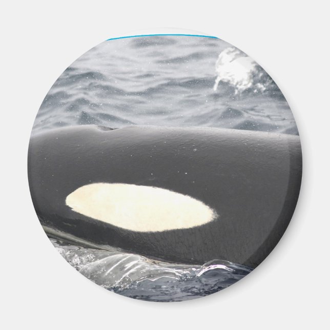 Aimant Orca Tête de baleine tueuse - Oval (Devant)