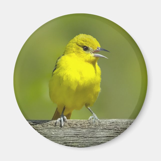 Aimant Orchard Oriole - Photo originale (Devant)