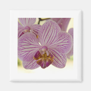 Aimant Orchidée