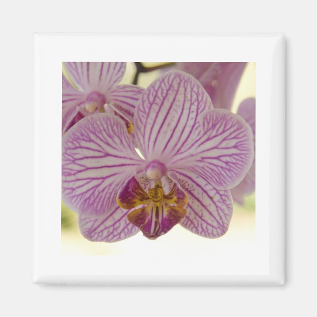 Aimant Orchidée (Devant)