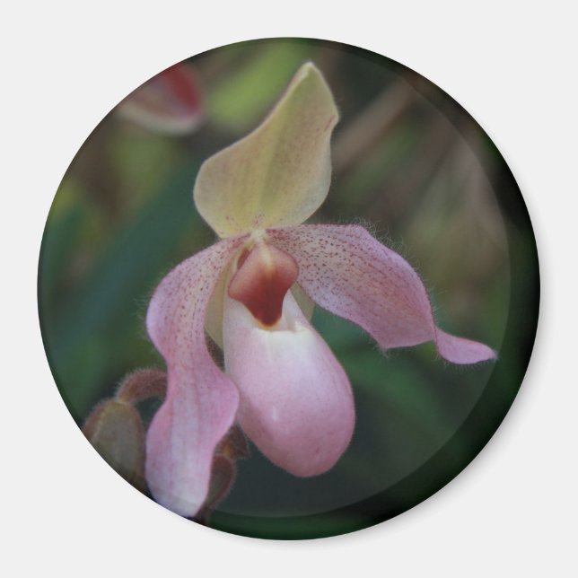 Aimant Orchidée à napperons de la Dame rose (Devant)