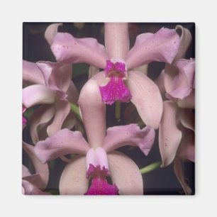 Aimant Orchidée (Cattleya amethystoglossa), est