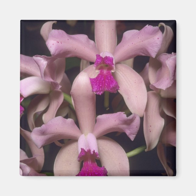 Aimant Orchidée (Cattleya amethystoglossa), Est (Devant)
