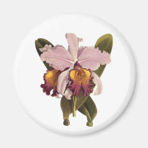 Aimant Orchidée Cattleya Violette Vintage, Fleurs Tropica