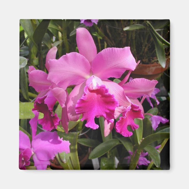 Aimant Orchidée de Fuschia (Devant)