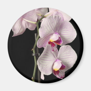 Aimant Orchidée de Phalaenopsis