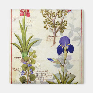 Aimant Orchidée et Fumitory ou Hedera et iris de