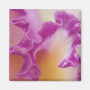 Aimant Orchidée hybride en gros plan, Delray Beach, Flori