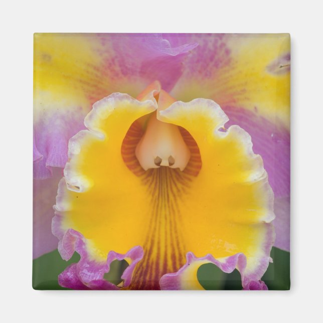 Aimant Orchidée hybride, Floride (Devant)