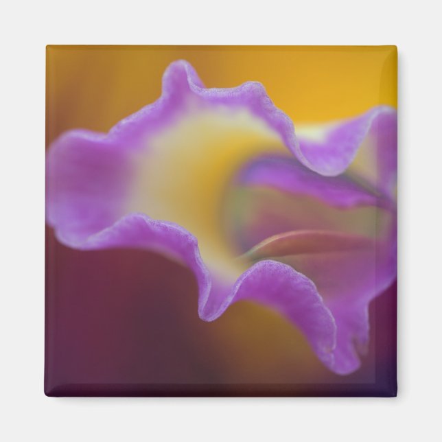 Aimant Orchidée hybride, Floride (Devant)