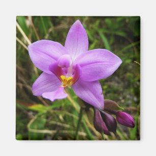 Aimant Orchidée sauvage violette Fleur tropicale