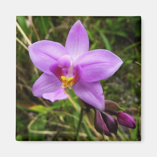 Aimant Orchidée sauvage violette Fleur tropicale (Devant)