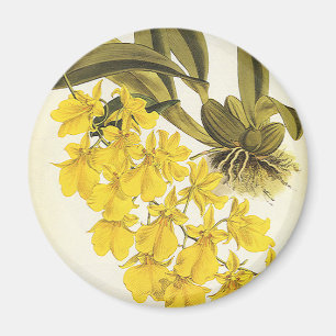 Aimant Orchidée vintage Jaune Oncide, Fleurs Tropicales