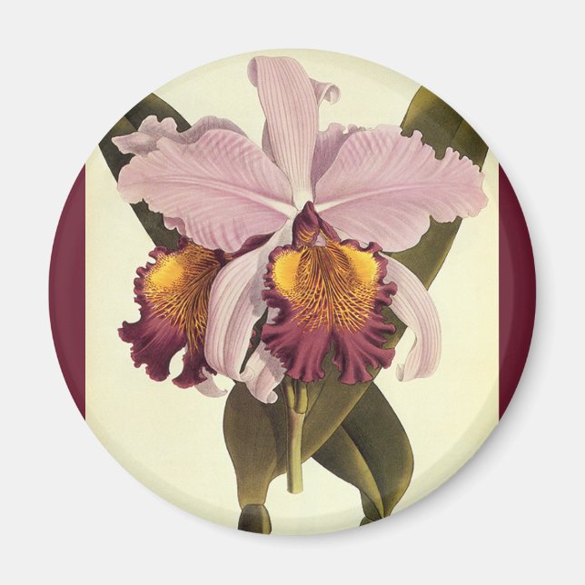 Aimant Orchidée vintage violette Cattleya, Fleurs tropica (Devant)