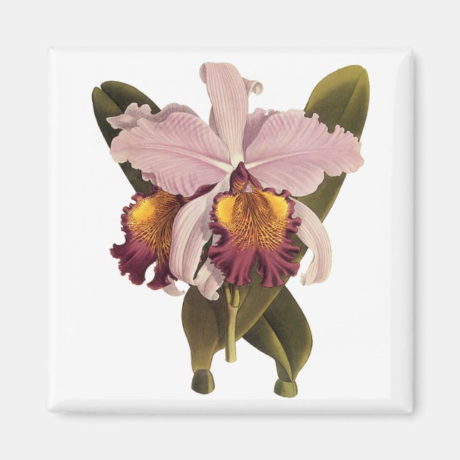 Aimant Orchidée vintage violette Cattleya, Fleurs tropica (Devant)