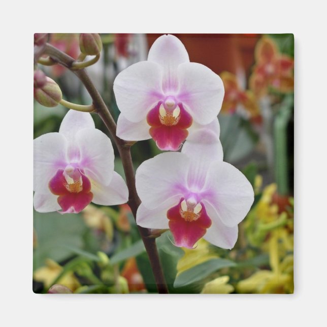 Aimant Orchidées (Devant)