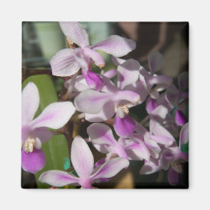 Aimant orchidées miniatures