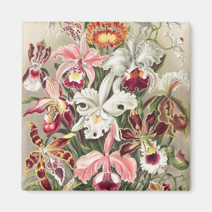Aimant Orchidées, Orchidée Denusblumen par Ernst Haeckel