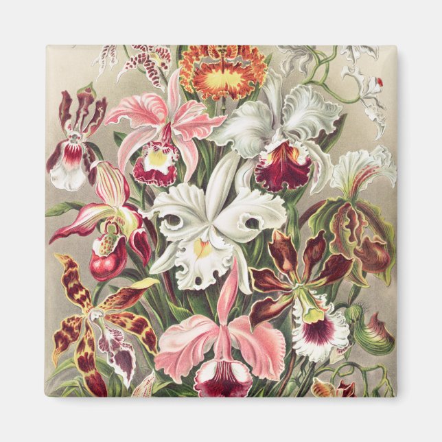 Aimant Orchidées, Orchidée Denusblumen par Ernst Haeckel (Devant)