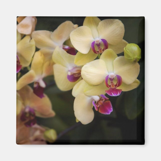 Aimant Orchidées roses et jaunes (Devant)