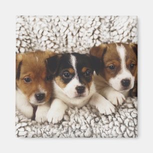 Aimant Ordures des chiots