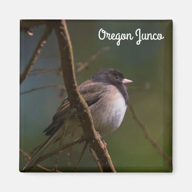 Aimant Oregon Junco (Devant)