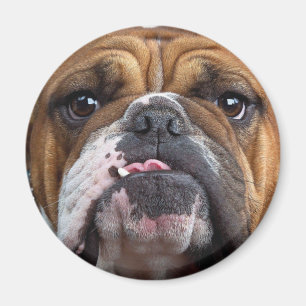 Aimant Oreillers à lancer de Bulldog anglais