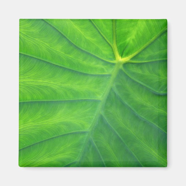 Aimant Oreilles éléphantes - Colocasia (Devant)