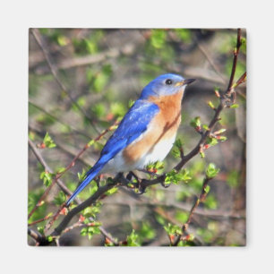 Aimant oriental d'oiseau bleu