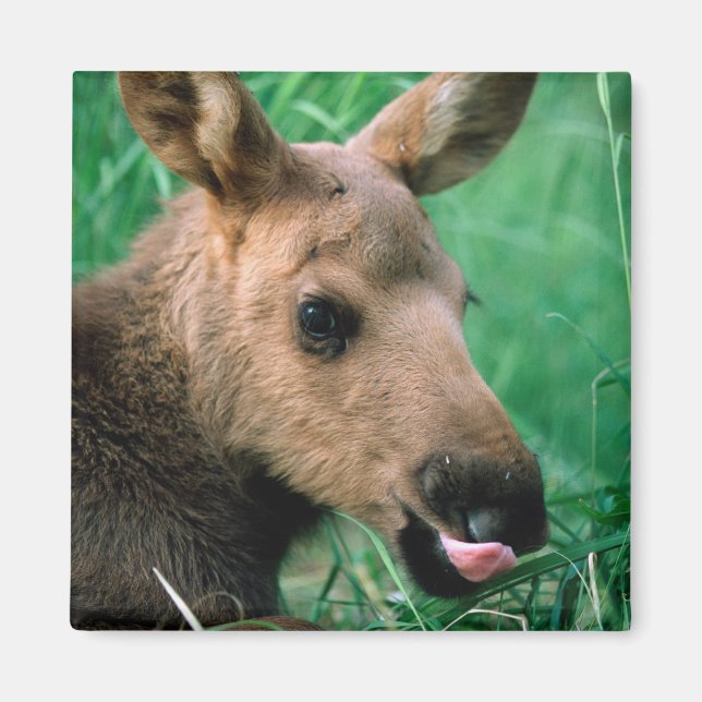 Aimant orignal, Alces alces, veau allongé dans l'herbe, K (Devant)