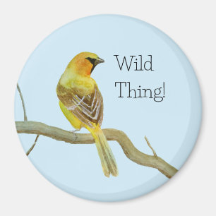 Aimant Oriole à capuchon