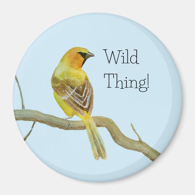 Aimant Oriole à capuchon (Devant)