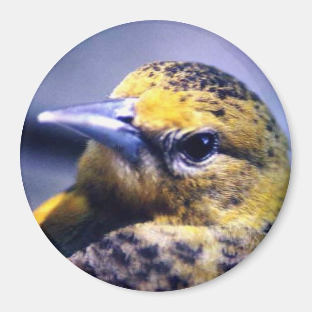 Aimant Oriole Baltimore, Femme (Devant)