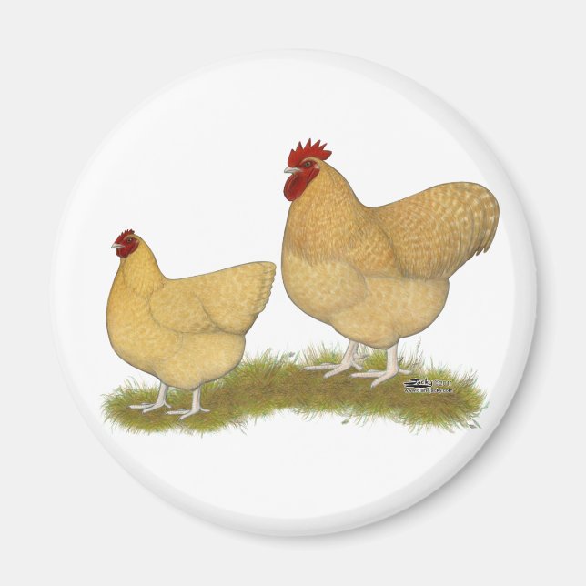 Aimant Orpingtons Lemon Cuckoo (Devant)