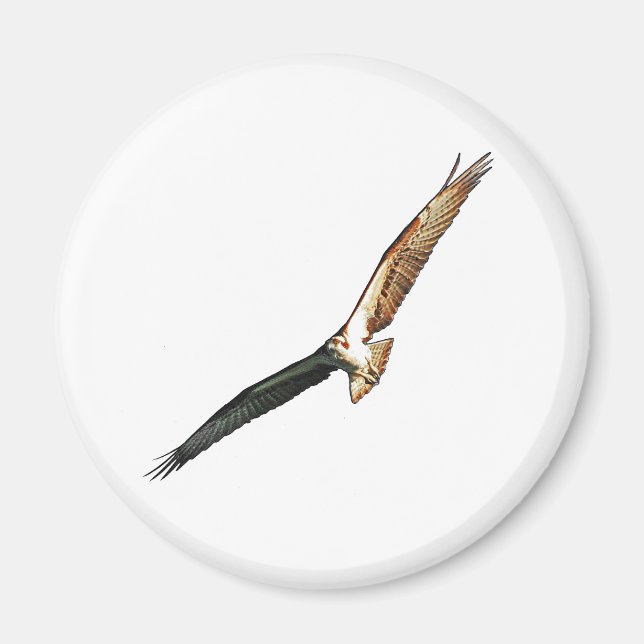 Aimant Osprey (Devant)