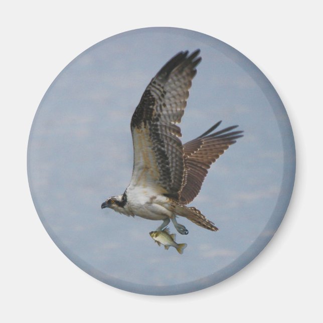 Aimant Osprey (Devant)