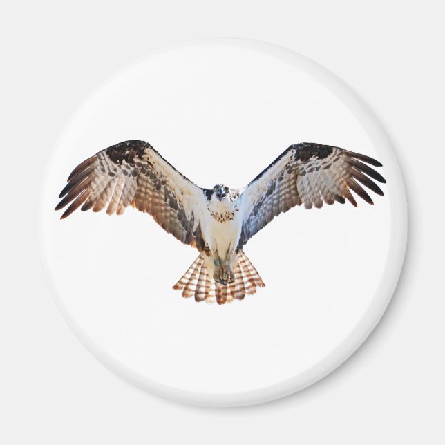 Aimant Osprey (Devant)