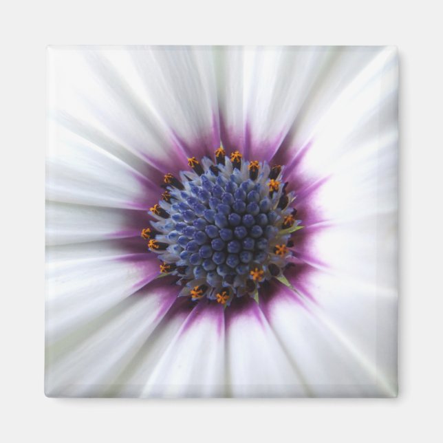 Aimant Osteospurmum (Devant)